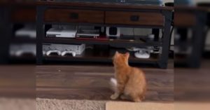 Gato casi muere de susto al ver a un puma en la TV