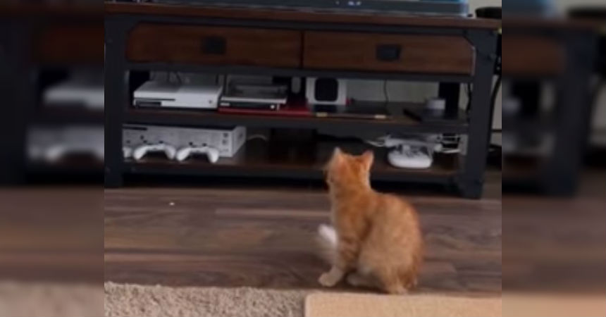 Gato casi muere de susto al ver a un puma en la TV