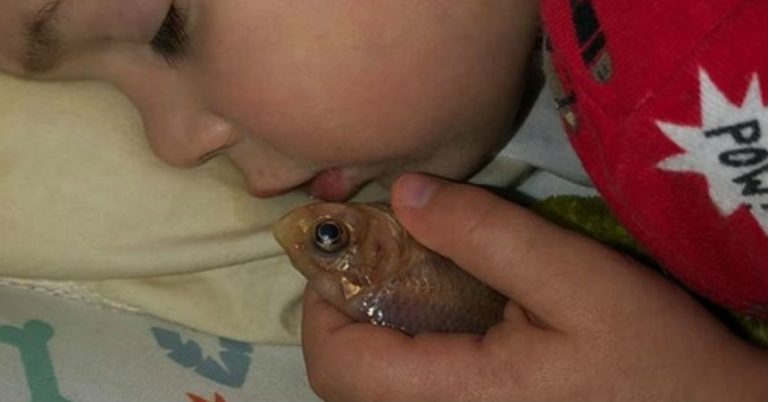 Niño mató sin querer a su pez al sacarlo de la pecera para dormir con él