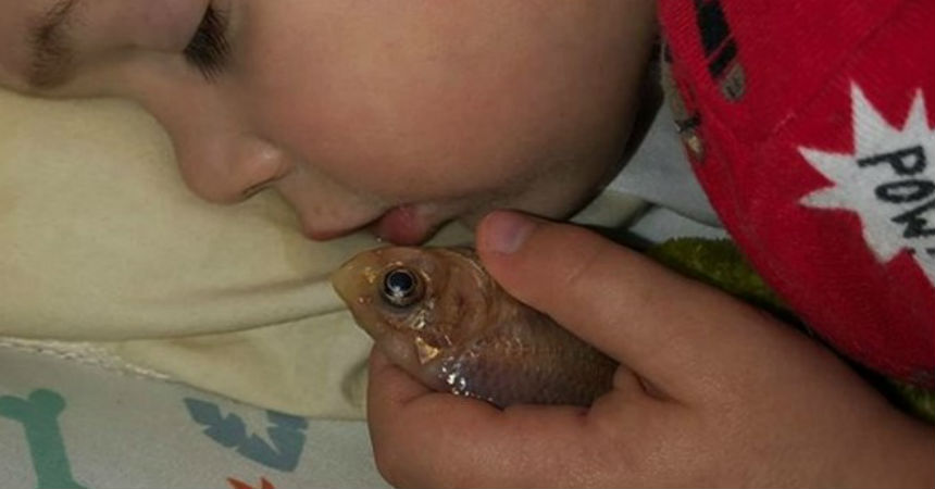 Niño mató sin querer a su pez al sacarlo de la pecera para dormir con él