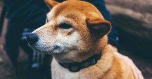 Este perrito se hizo famoso por perseguir al auto de Google y aparecer en Street View