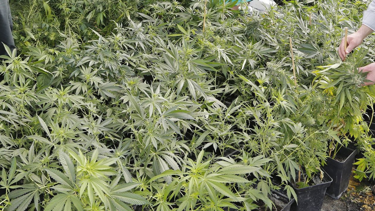 Adulto mayor es detenido tras descubrirse plantación de marihuana en su parcela
