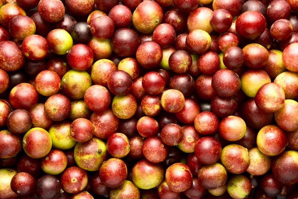 Descubre lo beneficios del camu camu, el oro rosado del Amazonas