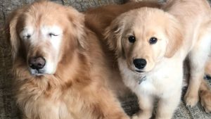 Familia de perrito ciego adopta a un cachorro para que sea su amigo y guía