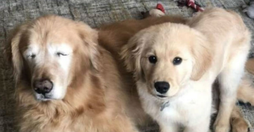 Conoce a Charlie, el perro ciego que tiene su propio lazarillo