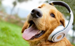 Crean una radio especialmente dedicada a los perros