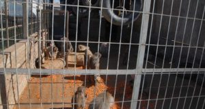 Esta es la baja multa que deberá pagar "Tachuela Grande" por el maltrato de 25 animales