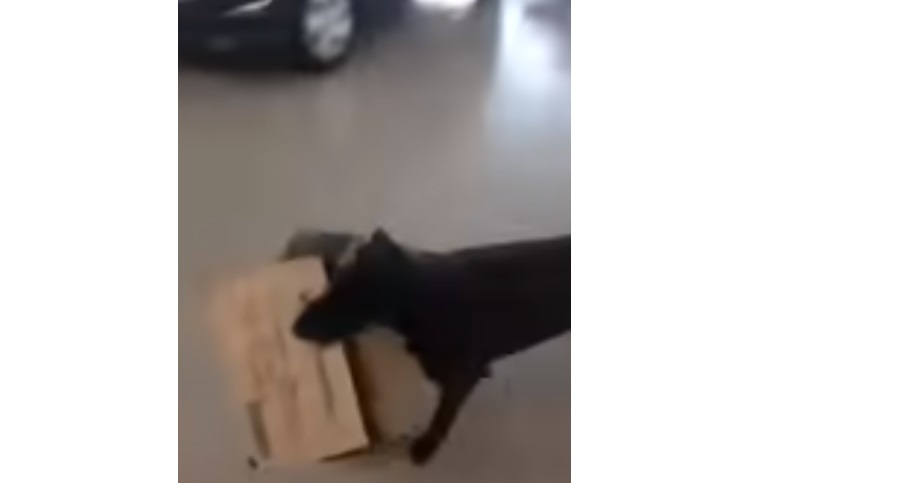 Perrito callejero 'pide' cajas de cartón para armarse una cama