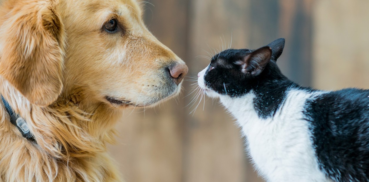 Estos son los nombres más comunes de las mascotas en Chile