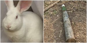 ¡Increible! conejo encontró misíl antiaéreo en una casa de Las Condes