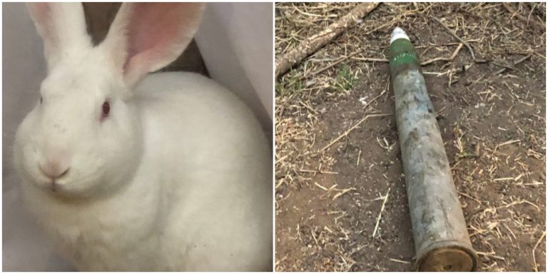 ¡Increible! conejo encontró misíl antiaéreo en una casa de Las Condes