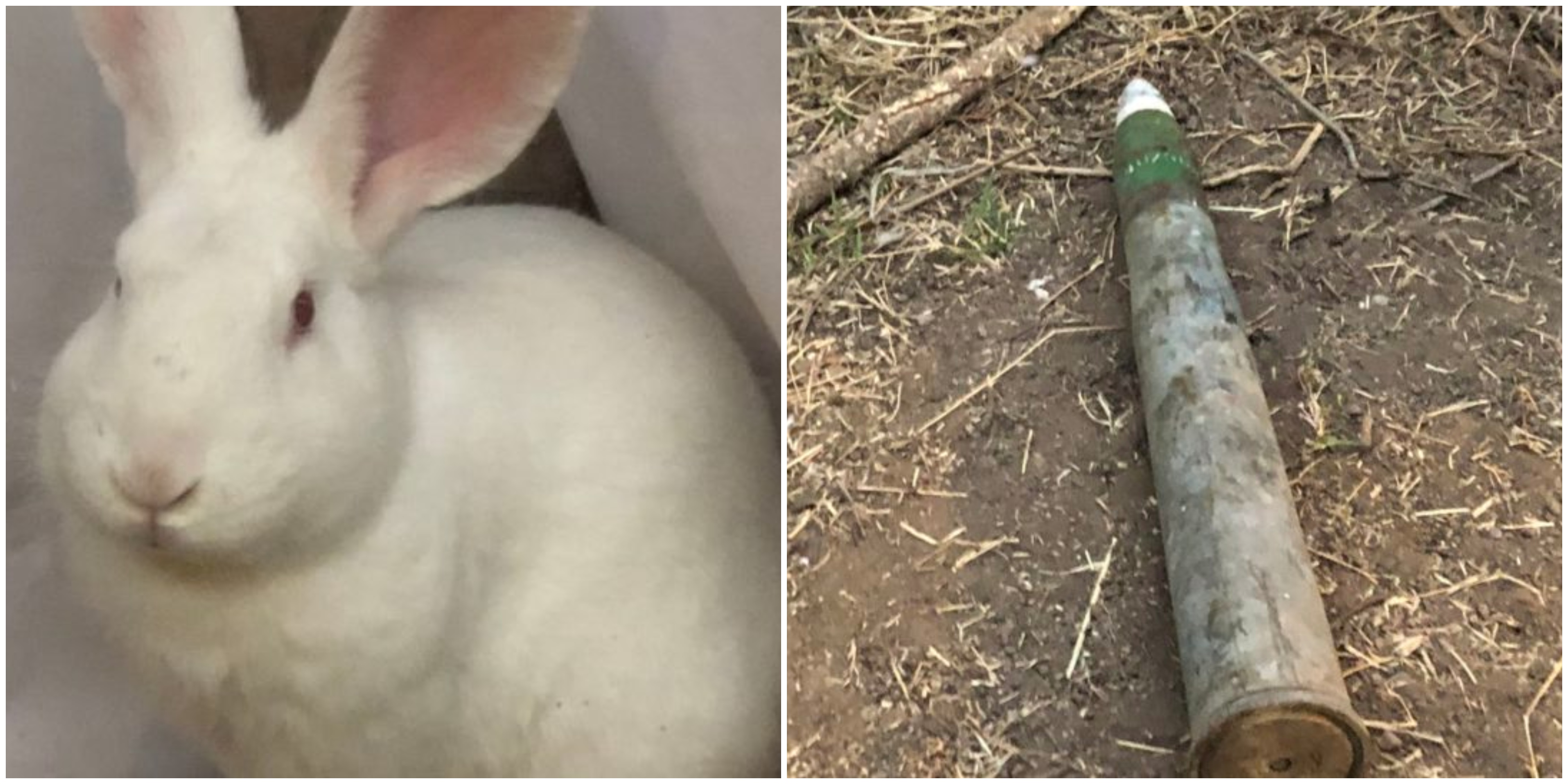 ¡Increible! conejo encontró misíl antiaéreo en una casa de Las Condes