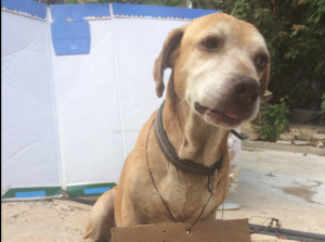 Perrito "vendió" postres para pagar su quimioterapia y tuvo feliz desenlace