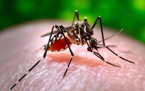 Importante hallazgo científico haría que los humanos fueran "invisibles" para los mosquitos