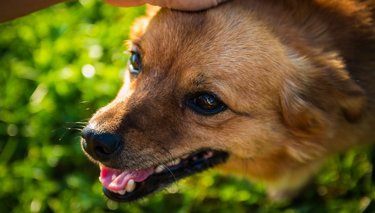 Un héroe: perro evitó el secuestro de su dueña durante portonazo en Macul