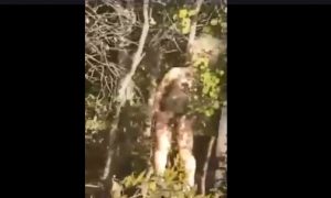 Tétrico: Hallan muñecas con genitales perforados para uso sexual en Quilpué