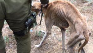 En Casablanca hallaron a perro amarrado y en grave nivel de desnutrición: Detuvieron a la dueña