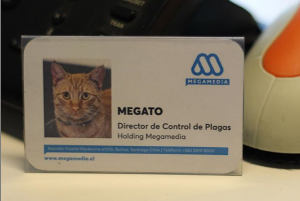 Así es la vida de "Megato", el gato que fue adoptado por trabajadores de Mega