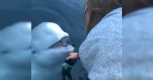 Ballena beluga le devuelve su celular a una joven que lo había dejado caer al mar