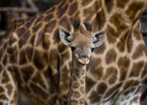 Buin zoo presentó a su recién nacida jirafa Gemma