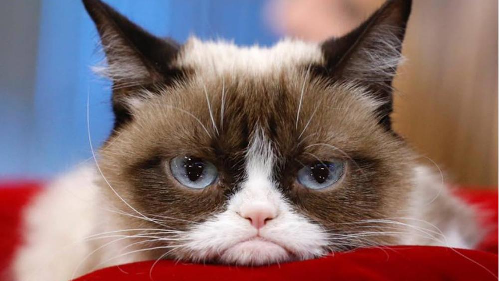 Grumpy Cat: la gata que revolucionó internet falleció a los 7 años