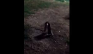 Video de "ratones peleando" en Copiapó se hace viral: Denuncian plaga en la ciudad