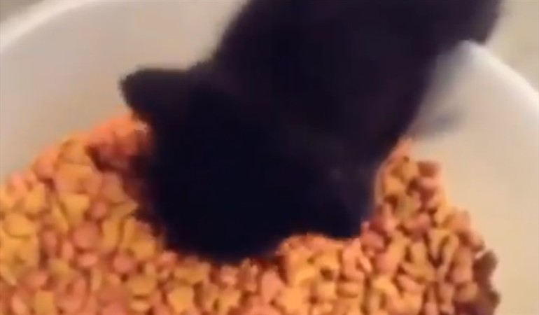 Gato que hace "ñam ñam" al comer cereales se hace viral por su ternura