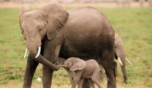 Grupo de elefantes conmueven con su 'cortejo fúnebre' para despedir a cría muerta
