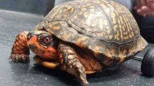 Pedro, la tortuga que volvió a caminar gracias a ruedas de Lego