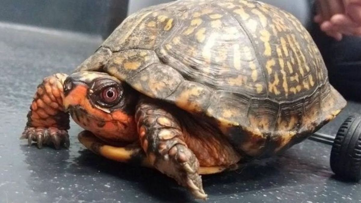 Pedro, la tortuga que volvió a caminar gracias a ruedas de Lego