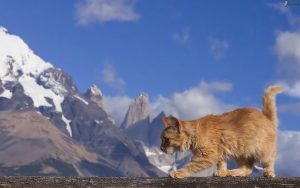Un geofísico realizó una serie de tuits comparando volcanes chilenos con gatitos