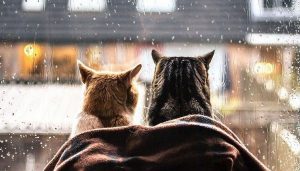 ¡Descubre cuándo y a qué hora partirá oficialmente el invierno 2019!