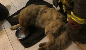 Bomberos rescataron a perrito en Quillota enterrado vivo en el barro