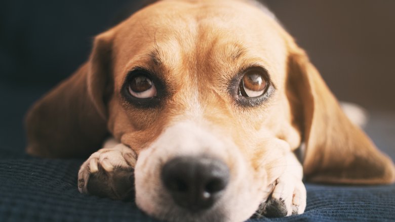 Así explican los científicos la mirada de pena que te dan los perros