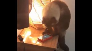 "Te pillamos po' compadre": Mujer que se quedaba siempre dormida descubrió que su gato le apagaba la alarma