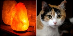 Por esta razón no debes tener lámparas de sal cuando tienes gatos en casa