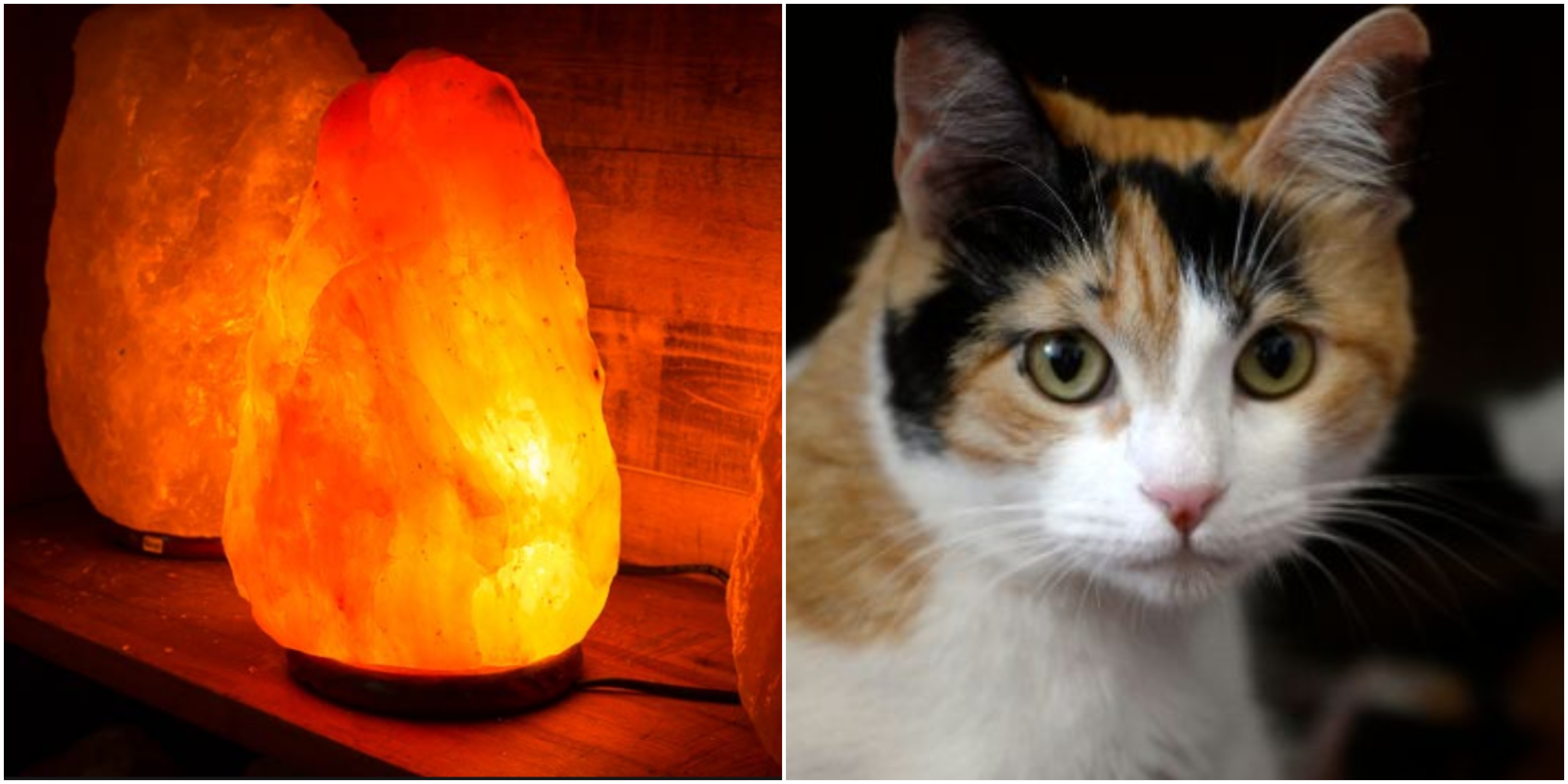 Por esta razón no debes tener lámparas de sal cuando tienes gatos en casa
