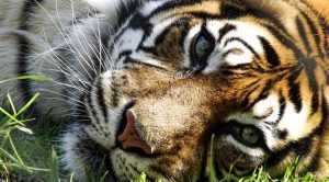 Impresionante video de un tigre persiguiendo a motociclista se vuelve viral