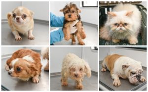 Criadero ilegal en Providencia: Municipio comparte listado de los animales rescatados