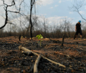 Más de 700 mil hectáreas de bosques tropicales se han quemado en Bolivia