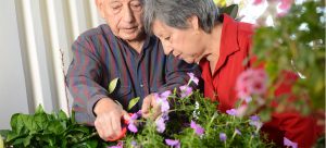 Estudio señala a la jardinería como una de las mejores actividades para los adultos mayores