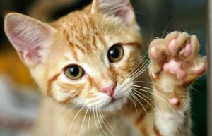 Según OMS: Felinos son susceptibles a coronavirus, pero no contagian a humanos