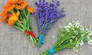 Combate los signos de fatiga del rostro con este truco a base de plantas