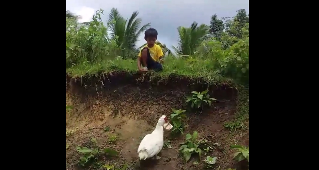 ¡Hermoso! Pato se hizo viral al ayudar a un niño a recuperar su sandalia