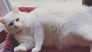 Dueña de gato viral cuenta detalles de su mascota