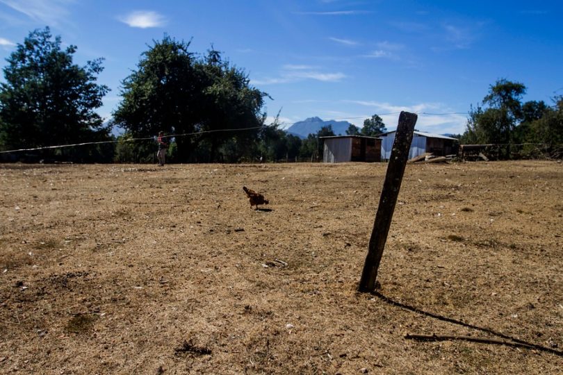 Declaran zona de emergencia agrícola en nueve comunas del Maule