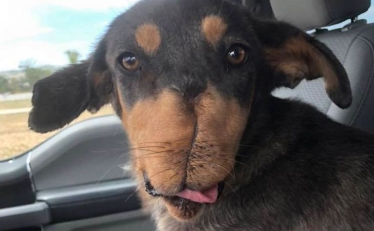 La historia del perrito que volvió a ladrar después que le ataran fuegos artificiales a su hocico