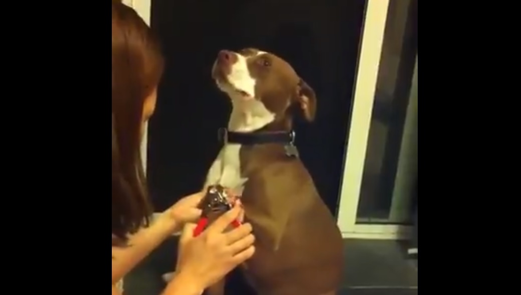 Mejor actor: Perro se hizo viral al fingir desmayo para que no le corten las uñas