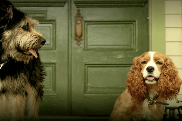 la dama y el vagabundo