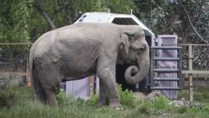 Elefanta Ramba fue trasladada a un santuario de elefantes en Brasil